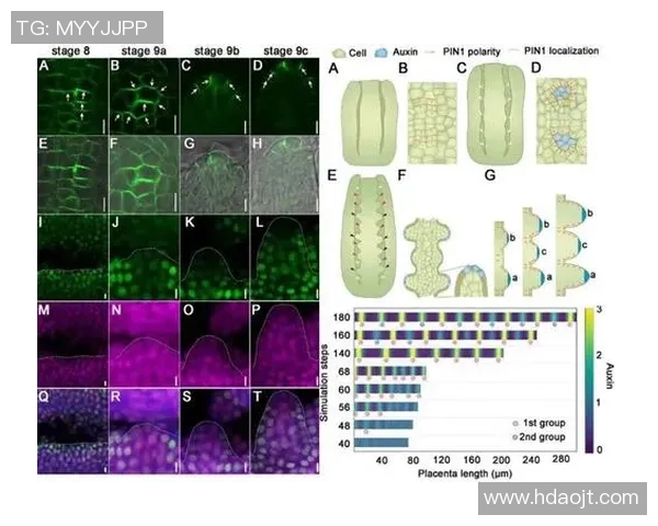 杭州飞盘队力量表现分析揭示团队潜力与发展方向的深度研究